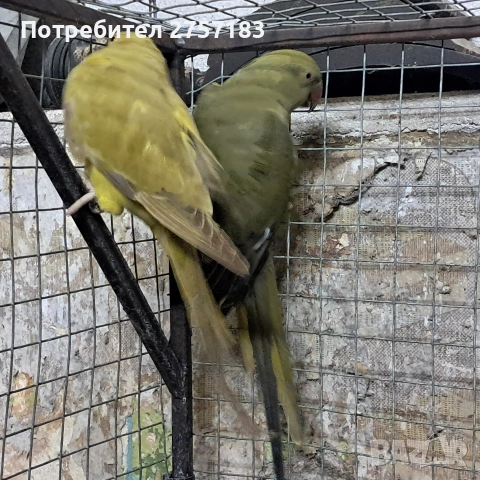 продавам малак александар, снимка 5 - Папагали - 53769619