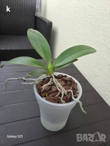 орхидея phalaenopsis batman, снимка 2 - Стайни растения - 56057407