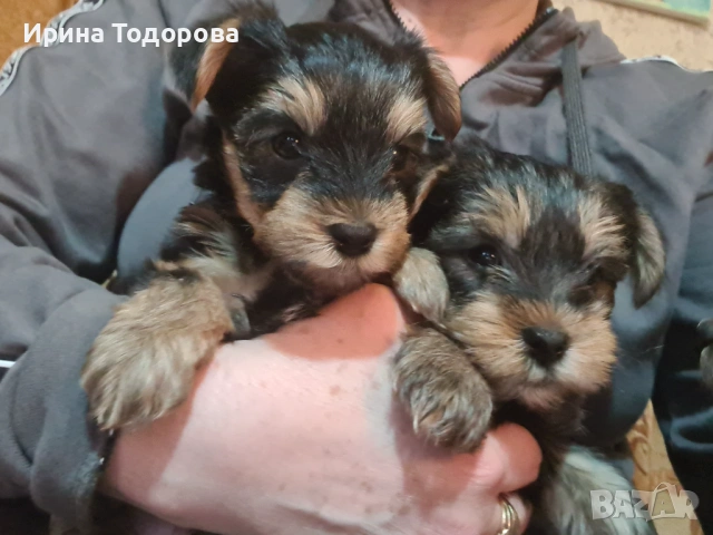 Продавам малки кученца йорки. Момченца а 45дни. Очакващи много любов и грижи. Големи сладури