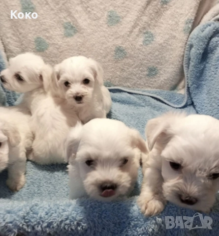 малтезери/Малтийска болонка , снимка 3 - Болонка - 53831422