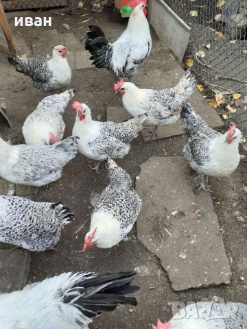 СРЕБЪРНО БРЕЗЕ -РАЗПЛОДНИ ЯЙЦА, снимка 5 - Кокошки и пуйки - 35769991