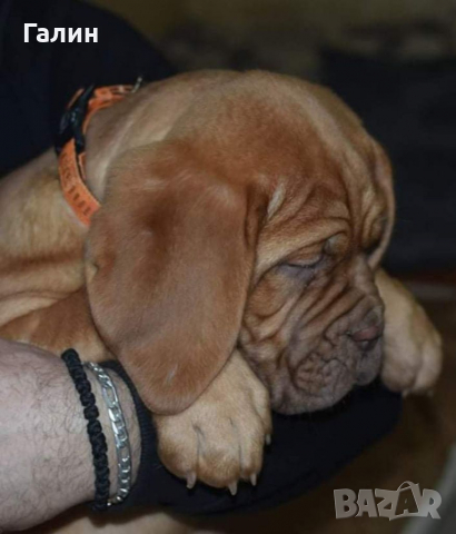 Дог бордо,Дог де Бордо, френски мастиф , снимка 2 - Мастиф - 36369129