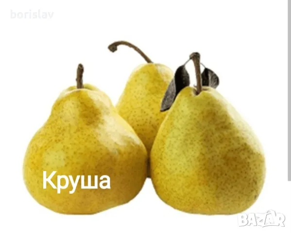 Продавам плодни дръвчета - праскови, кайсии, круши, ябълки, сливи, вишни, череши и дюли, снимка 10 - Разсади - 48079027