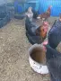 Продавам млади кокошки, снимка 7