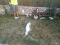 Котенца на 2,5 месеца, снимка 2