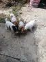 Джак Ръсел териер, снимка 1
