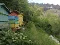 Продавам пчелен мед, добит от собствени пчелни семейства, снимка 5