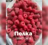 Разсад 2026 малини, снимка 8