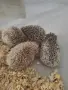 Африкаски мини таралежи , снимка 3