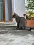 Търсим добри нови стопани за тези две котенца.Те са майка и дъщеря и  двете са супер игриви, снимка 9