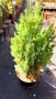 Хвойна Стрикта, Juniperus Stricta!!!, снимка 6