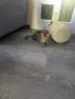 Подарявам малко котенце, снимка 5