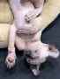 Котенце Сфинкс Елф, снимка 5