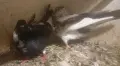 двойка домашни гълъби , снимка 2