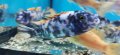 Рибки Африкански цихлиди, снимка 1