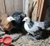 Продавам мини кохин, снимка 1