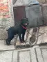 Свободни кучета , снимка 7