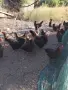 селскостопански животни кокошки , снимка 1
