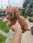 Пудел Той/Poodle Toy, снимка 7