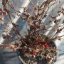 Spiraea japonica 'Anthony Waterer' Спирея 'Anthony Waterer', снимка 7