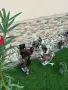 СТРУМСКИ БАНТАМ, снимка 2