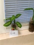  Дифенбахия , снимка 6