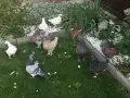 Птодавам гълъби модена, снимка 3
