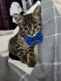 Търси дом.Тигърчо на 3 месеца, снимка 2