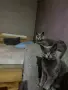 Британска късокосместа , снимка 2