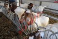 Хранителни решетки със заключващ механизъм за овце и кози, снимка 11