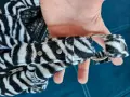 Продавам малка секси Дамска чанта с форма на Сърце, несесер за гримове и зеброва чанта Tally Weijl, снимка 14