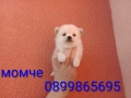 Мини Шпиц - Померан. Мъжки и женски кученца. Снимки от 08.03.26 г. , снимка 5