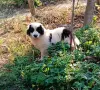 Малки Каракачански кученца, снимка 6