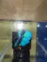 Бети мъжки рибки , снимка 4