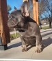 Елитни френски булдоци  , снимка 13