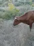 Продават се 2 юници, и двете са на първо отелване. Това е общата цена на 2 юници ТЕЛЕФОН:0876206134, снимка 4