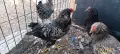 Güzel damızlık horoz satıyorum Hepsi 4 aylıklar.           Продавам хубави петли на 4 месеца , снимка 8