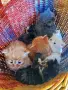 Сибирски котенца, сибирче, хипоалергично, коте, сибирска котка, снимка 1