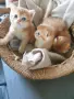 Шотландска златна чинчила, снимка 2