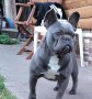 Син френски булдог Blue French bulldog, снимка 1 - Търси партньор - 40268029