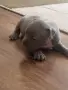 Топ Американско були покет American bully , снимка 7