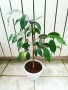 бял Бенджамин, Бегония , Хлорофитум , снимка 10
