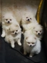 Продавам померани, снимка 2