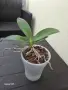 орхидея phalaenopsis batman, снимка 2