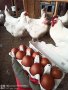 Яйца за люпене от бял маран , снимка 1 - други­ - 40245938
