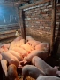 Продавам Малки Прасенца 20-25кг, снимка 1
