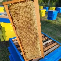 Пчелен Мед  реколта 2023г,ливадни билки, букет , снимка 1 - Пчелни продукти - 32625006