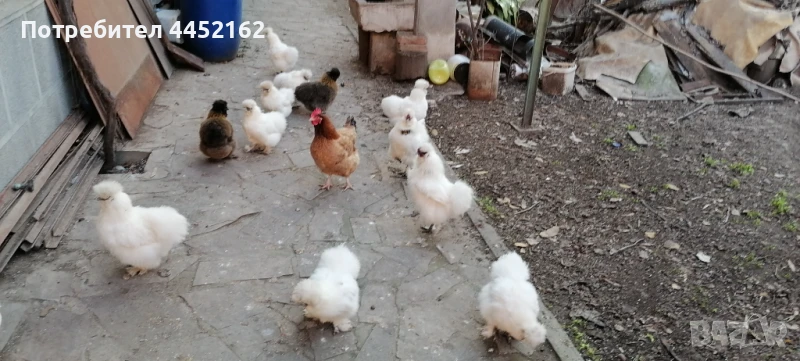 ПРОДАВАМ ЯЙЦА ОТ КОКОШКИ КОПРИНКИ И КОКОШКИ, снимка 1