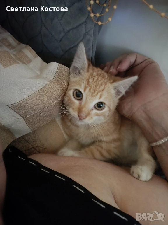 търсим спешно дом малко коте на два месеца, снимка 1