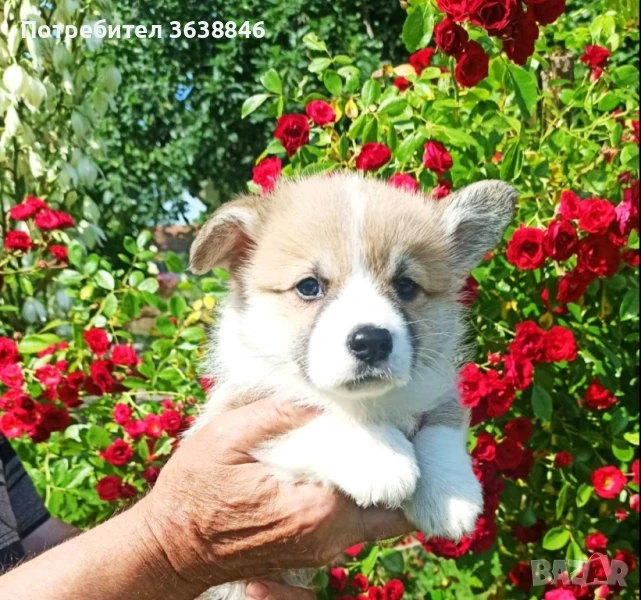 Корги пембрук, снимка 1